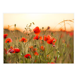Plakat Pole pszenicy z czerwonymi kwiatami