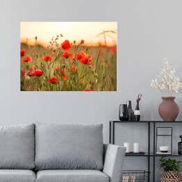 Plakat samoprzylepny Pole pszenicy z czerwonymi kwiatami