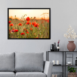 Obraz w ramie Pole pszenicy z czerwonymi kwiatami