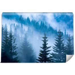 Fototapeta Sosnowy las w niebieskiej mgle
