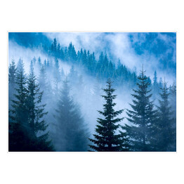 Plakat samoprzylepny Sosnowy las w niebieskiej mgle
