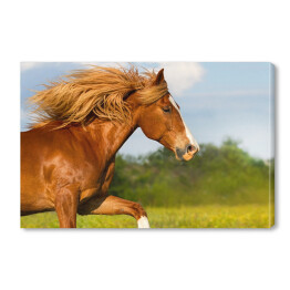 Obraz na płótnie Czerwony koń z długą grzywa galopujący przez łąkę