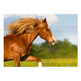 Plakat Czerwony koń z długą grzywa galopujący przez łąkę