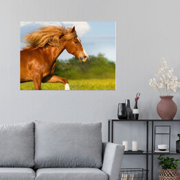 Plakat Czerwony koń z długą grzywa galopujący przez łąkę