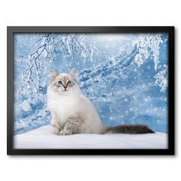 Obraz w ramie Kot o niebieskich oczach na tle zimowego lasu