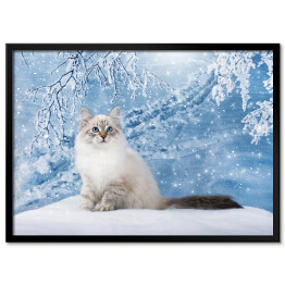 Plakat w ramie Kot o niebieskich oczach na tle zimowego lasu