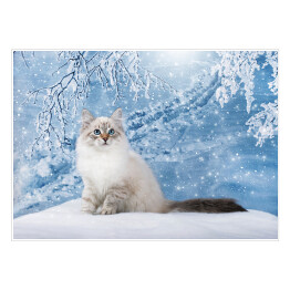 Plakat samoprzylepny Kot o niebieskich oczach na tle zimowego lasu