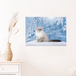 Plakat Kot o niebieskich oczach na tle zimowego lasu