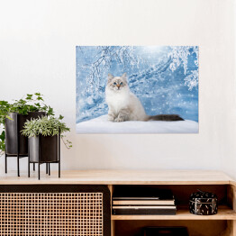 Plakat Kot o niebieskich oczach na tle zimowego lasu
