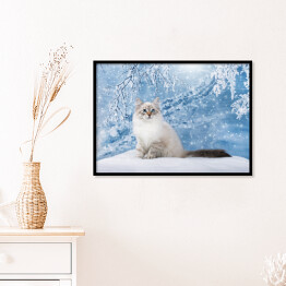 Plakat w ramie Kot o niebieskich oczach na tle zimowego lasu