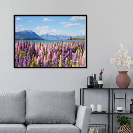 Plakat w ramie Piękne pole z łubinem nad Jeziorem Tekapo, Nowa Zelandia