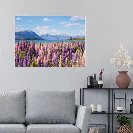 Plakat samoprzylepny Piękne pole z łubinem nad Jeziorem Tekapo, Nowa Zelandia