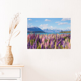 Plakat samoprzylepny Piękne pole z łubinem nad Jeziorem Tekapo, Nowa Zelandia