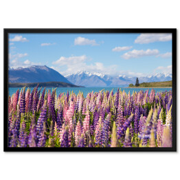 Plakat w ramie Piękne pole z łubinem nad Jeziorem Tekapo, Nowa Zelandia