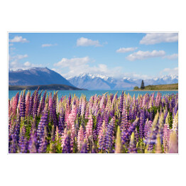 Plakat Piękne pole z łubinem nad Jeziorem Tekapo, Nowa Zelandia