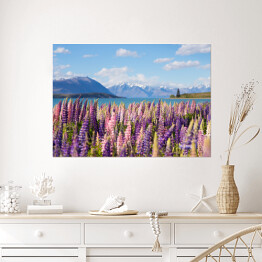 Plakat Piękne pole z łubinem nad Jeziorem Tekapo, Nowa Zelandia