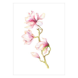 Plakat Akwarela - magnolia - kwiatek 