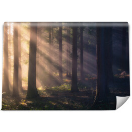 Fototapeta promienie słońca na lesie