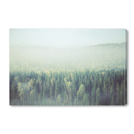 Obraz na płótnie Gęsta poranna mgła w lesie iglastym