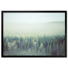 Plakat w ramie Gęsta poranna mgła w lesie iglastym