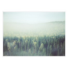 Plakat Gęsta poranna mgła w lesie iglastym