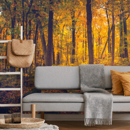 Fototapeta samoprzylepna Jesienny złocisty las