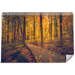 Fototapeta winylowa zmywalna Jesienny złocisty las