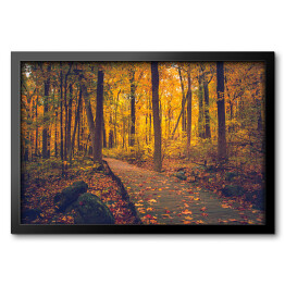 Obraz w ramie Jesienny złocisty las