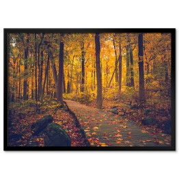 Plakat w ramie Jesienny złocisty las