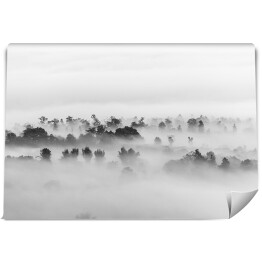 Fototapeta Drzewa w gęstej mgle