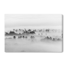 Obraz na płótnie Drzewa w gęstej mgle