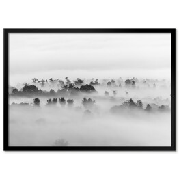Plakat w ramie Drzewa w gęstej mgle