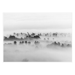 Plakat samoprzylepny Drzewa w gęstej mgle