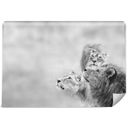 Fototapeta winylowa zmywalna Rodzina afrykańskich lwów