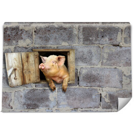 Fototapeta Świnia wyglądająca z okna kamiennej szopy