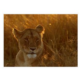 Plakat samoprzylepny Lwica w świetle poranka