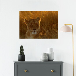 Plakat samoprzylepny Lwica w świetle poranka