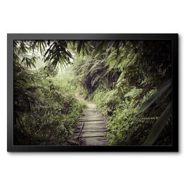 Obraz w ramie Ścieżka w dżungli w rezerwacie leśnym Sinharaja na Sri Lance
