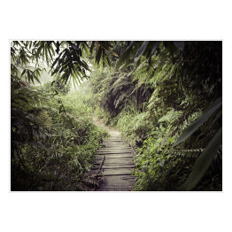 Plakat samoprzylepny Ścieżka w dżungli w rezerwacie leśnym Sinharaja na Sri Lance