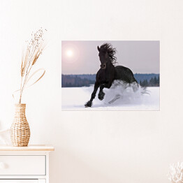 Plakat samoprzylepny Koń galopujący po śniegu