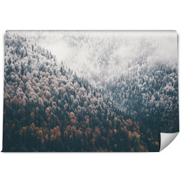 Fototapeta Mglisty Jesień Las iglasty Krajobraz widok z powietrza tło Podróż pogodny widok