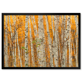 Plakat w ramie Jesienny brzozowy las