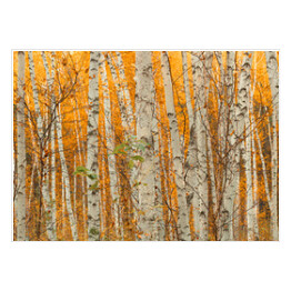 Plakat Jesienny brzozowy las