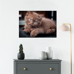 Plakat samoprzylepny Brązowy uroczy kotek siedzący na czarnym talerzu