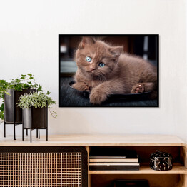 Plakat w ramie Brązowy uroczy kotek siedzący na czarnym talerzu