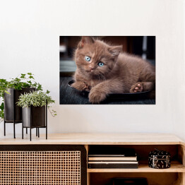 Plakat Brązowy uroczy kotek siedzący na czarnym talerzu