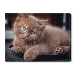 Obraz na płótnie Brązowy uroczy kotek siedzący na czarnym talerzu