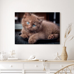 Obraz na płótnie Brązowy uroczy kotek siedzący na czarnym talerzu