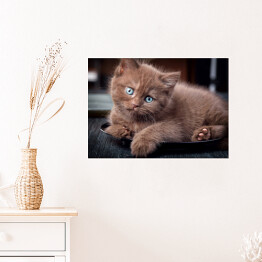 Plakat Brązowy uroczy kotek siedzący na czarnym talerzu