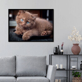 Plakat w ramie Brązowy uroczy kotek siedzący na czarnym talerzu